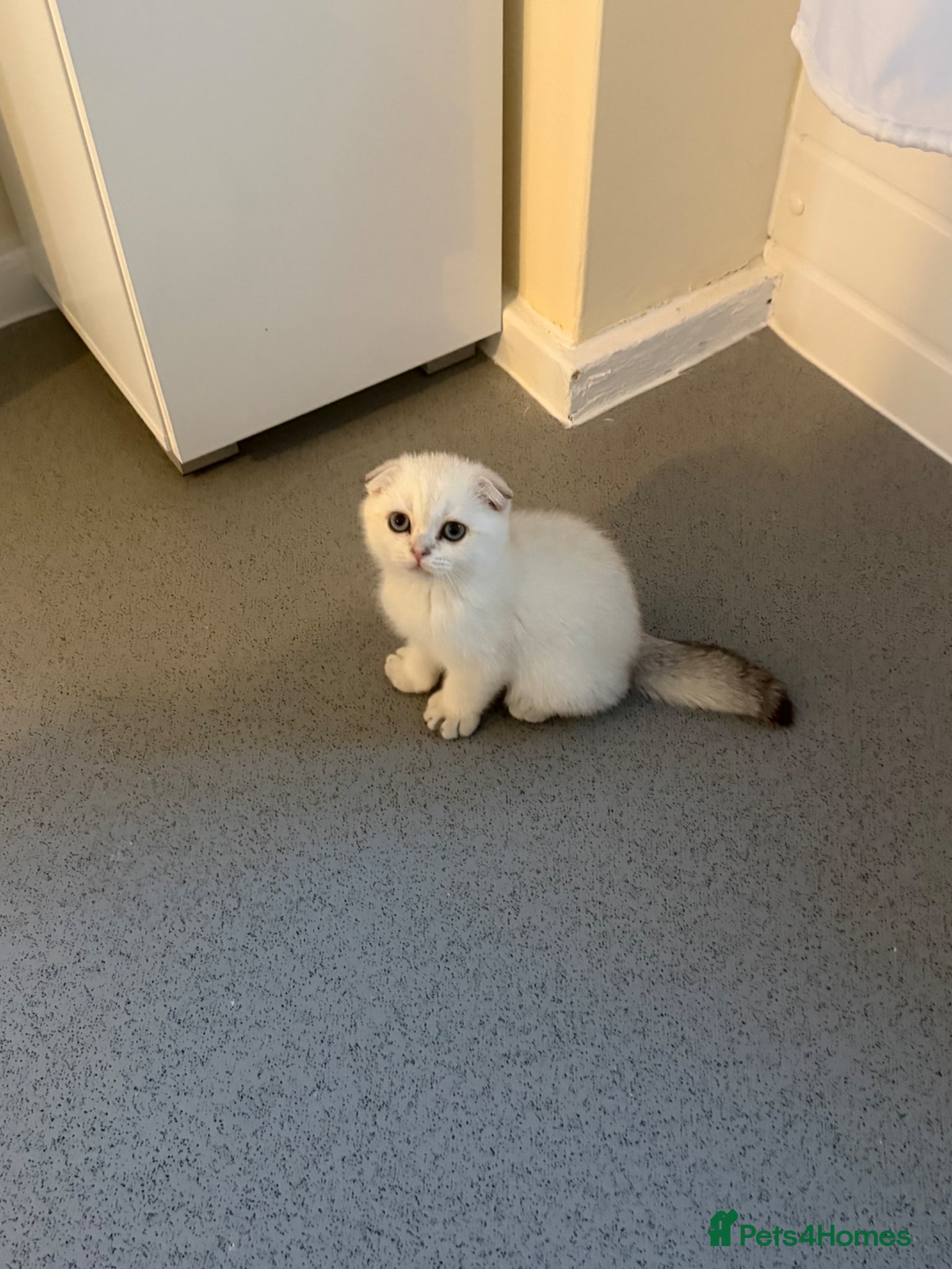 Scottish Fold cats for sale: Scotish fold  - Advert 2