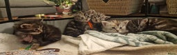 Maine Coon cats for sale: Pure Maine Coon Kittens - Advert 22