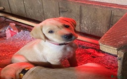 Labrador Retriever dogs for sale: Gorgeous Labrador puppies for sale - Image 10