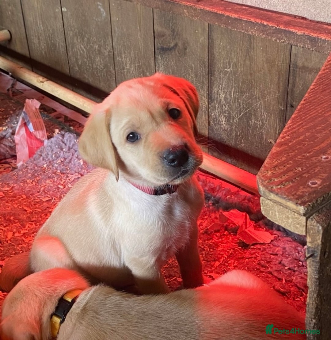 Labrador Retriever dogs for sale: Gorgeous Labrador puppies for sale - Image 10