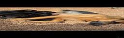 German Shepherd dogs for sale:  READY NOW Stunning  German Shepherd Puppies - Advert 14