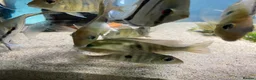 Other/Mixed Breed fish for sale: Geophagus red head tapajos  - Advert 3