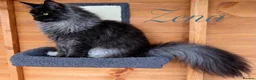 Maine Coon cats for sale: 9 STUNNING BLACK SMOKE MAINE COON CUBS  - Advert 30
