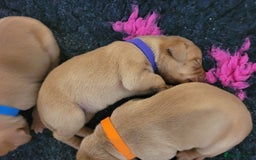 Hungarian Vizsla dogs for sale: Exceptional Hungarian Vizsla Puppies for Sale - Image 4