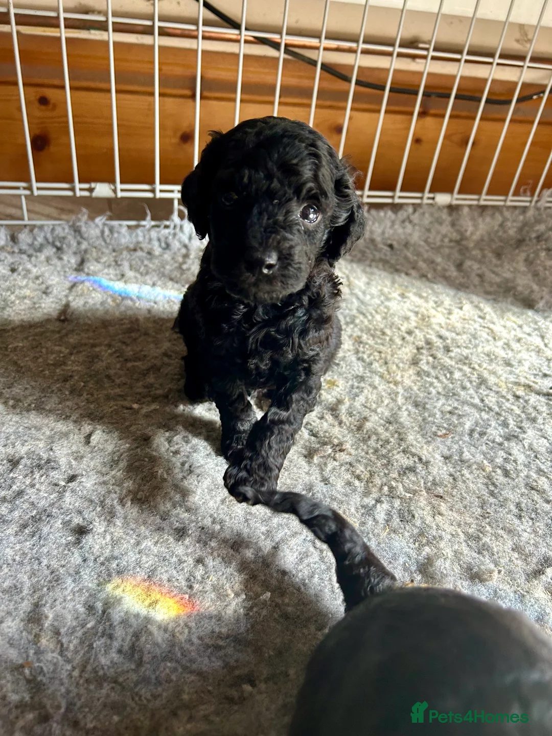 Cockapoo dogs for sale: Stunning glossy black cockapoo boys - Advert 2