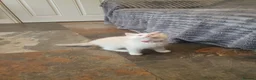 Ragdoll cats for sale: 💖9 Weeks Old💖Beautiful GCCF Ragdoll Kittens. - Advert 23