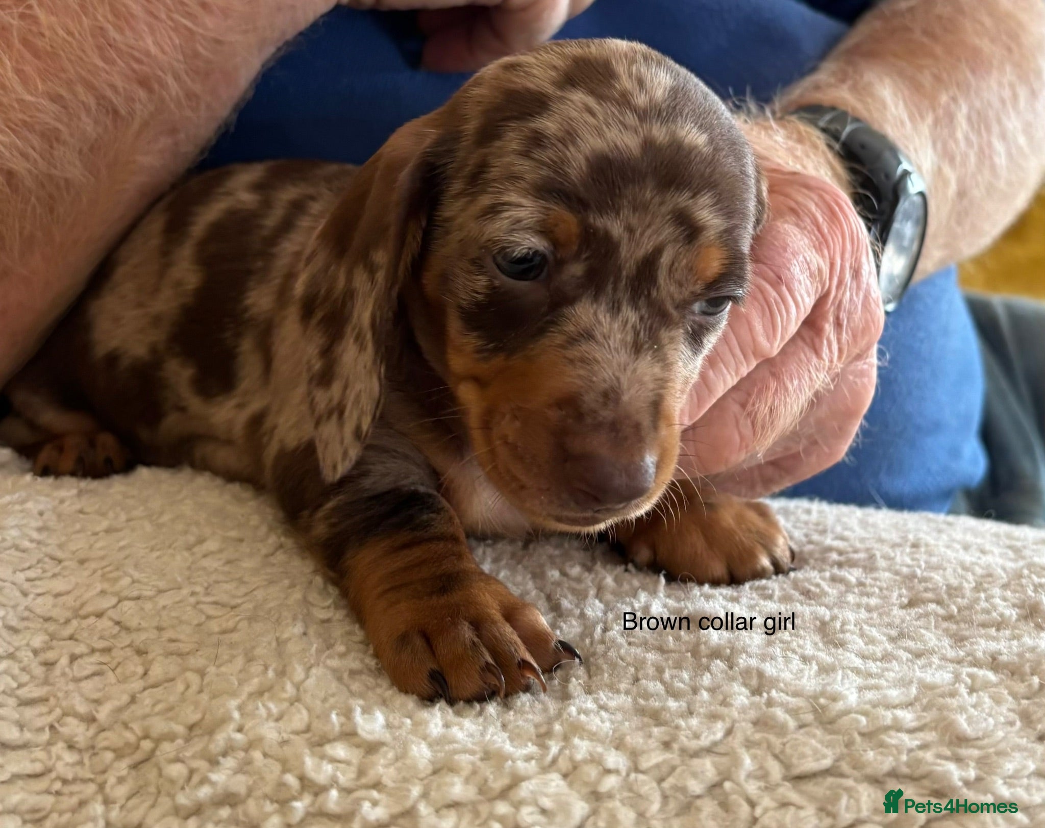 Miniature Dachshund dogs Gorgeous Litter of Miniature Dachshund Puppies - Advert 1