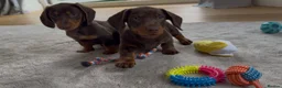 Miniature Dachshund dogs for sale: Gorgeous Last female 🫶🏼 - Advert 1