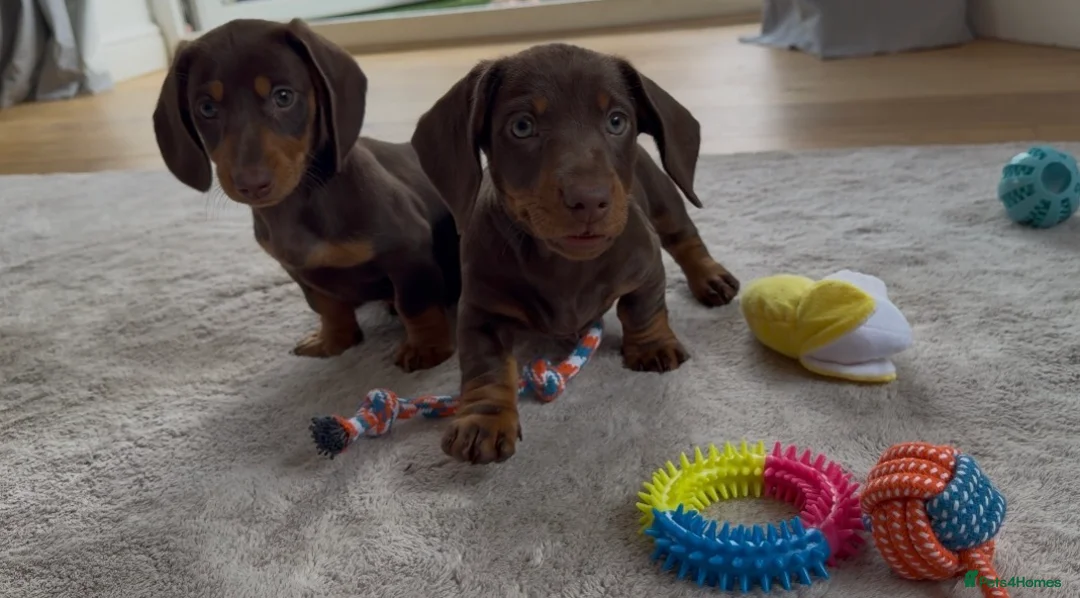 Miniature Dachshund dogs for sale: Gorgeous Last female 🫶🏼 - Advert 1