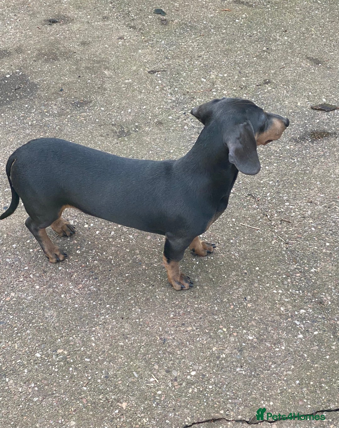 Miniature Dachshund dogs for sale: KC miniature Dachshund  - Advert 5
