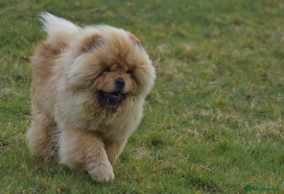 Chow Chow dogs Handsome Shaded Red Hungarian Import at stud - Advert 7