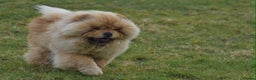 Chow Chow dogs for stud: Handsome Shaded Red Hungarian Import at stud - Advert 1