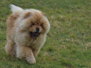 Chow Chow dogs Handsome Shaded Red Hungarian Import at stud - Advert 1