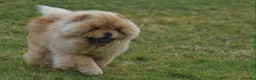Chow Chow dogs for stud: Handsome Shaded Red Hungarian Import at stud - Advert 1