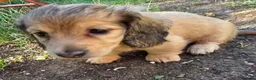 Dachshund dogs for sale: 4 Long Haired Mini Dachshunds beautifully stunning - Advert 15