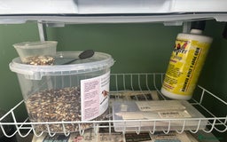 Finches birds for sale: Zebra Finches + Cage Setup - Image 6
