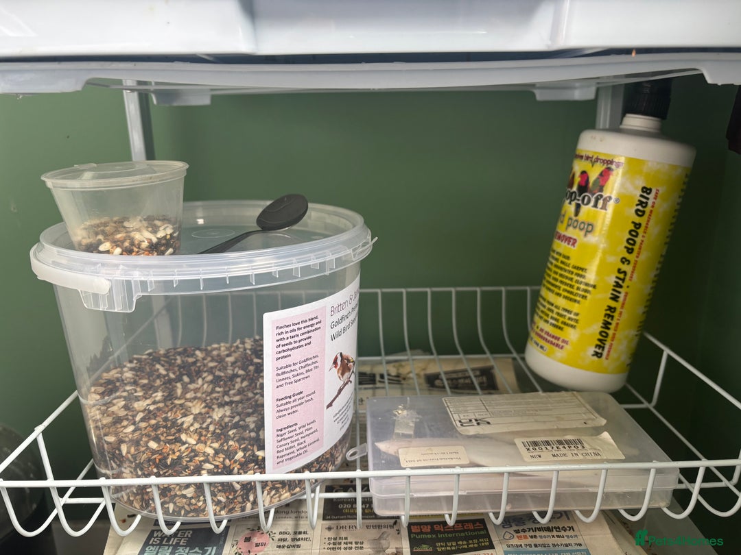 Finches birds for sale: Zebra Finches + Cage Setup - Image 6