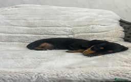 Dachshund dogs for sale: Adorable dachshund puppies ready for loving homes - Image 10