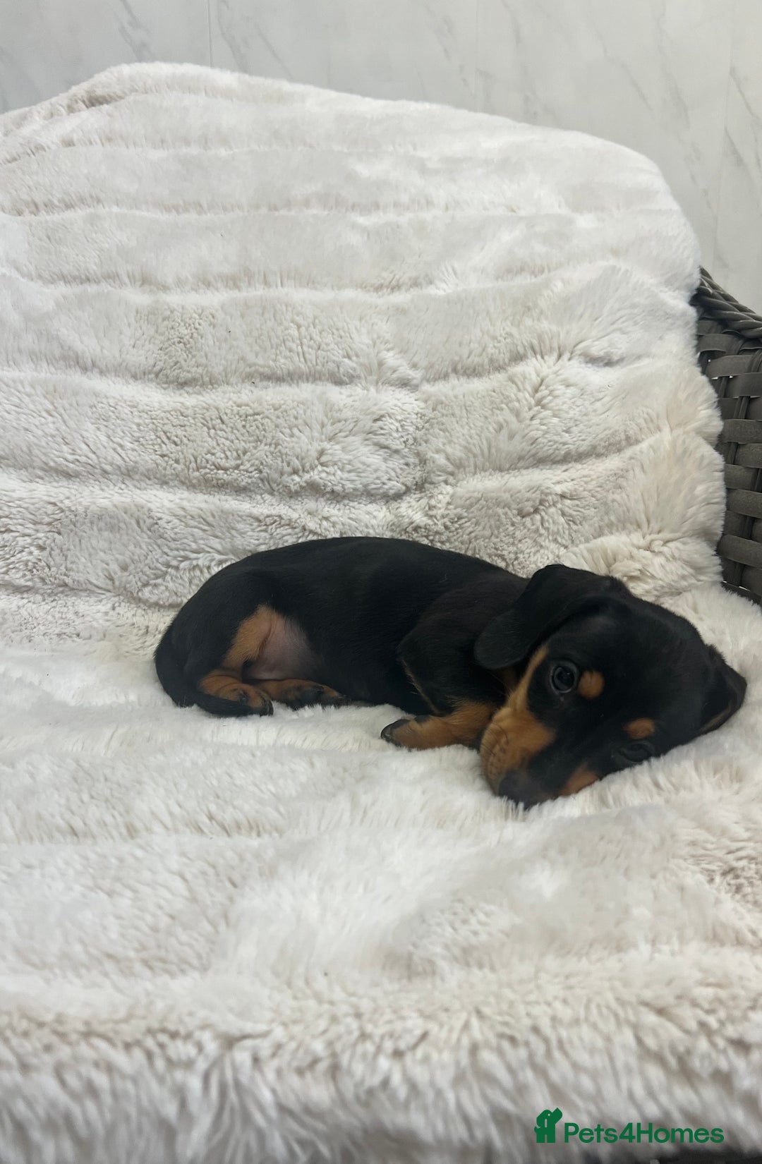 Dachshund dogs for sale: Adorable dachshund puppies ready for loving homes - Image 10