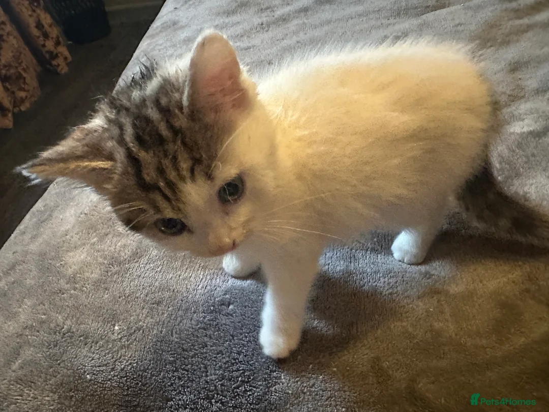 Mixed Breed cats for sale: Playful kitten ready to find a home (9 weeks) - Advert 4