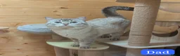 British Shorthair cats for sale: Beautiful White British Shorthair adorable Kittens - Advert 9