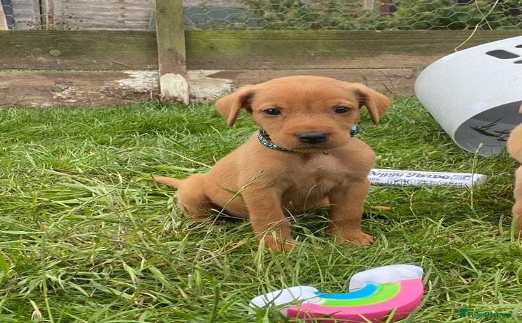 Labrador Retriever dogs - Advert 18