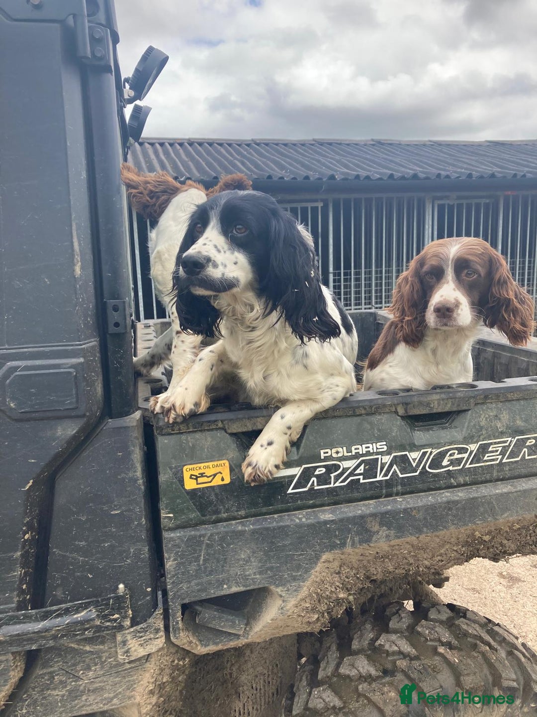 Sprocker dogs for sale: Sprocker Spaniel Puppies - Advert 1