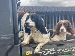 Sprocker dogs Sprocker Spaniel Puppies - Advert 7