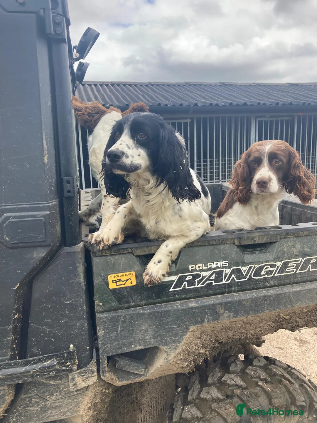 Sprocker dogs for sale: Sprocker Spaniel Puppies - Advert 1