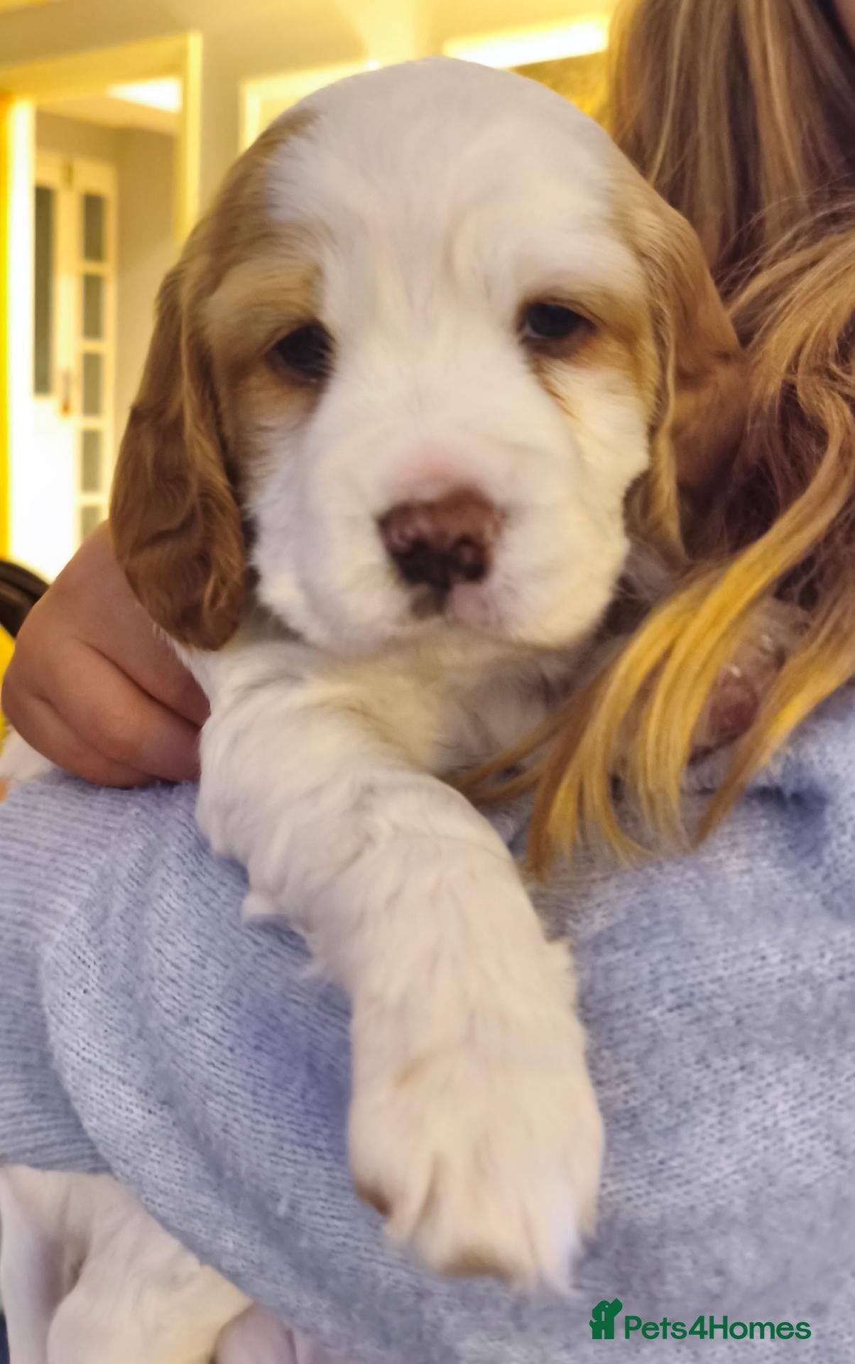 Sprocker dogs for sale: Beautiful Working Spaniel Puppies - Advert 2