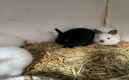 Netherland Dwarf rabbits for sale: Stunning Netherland dwarf baby - Image 3