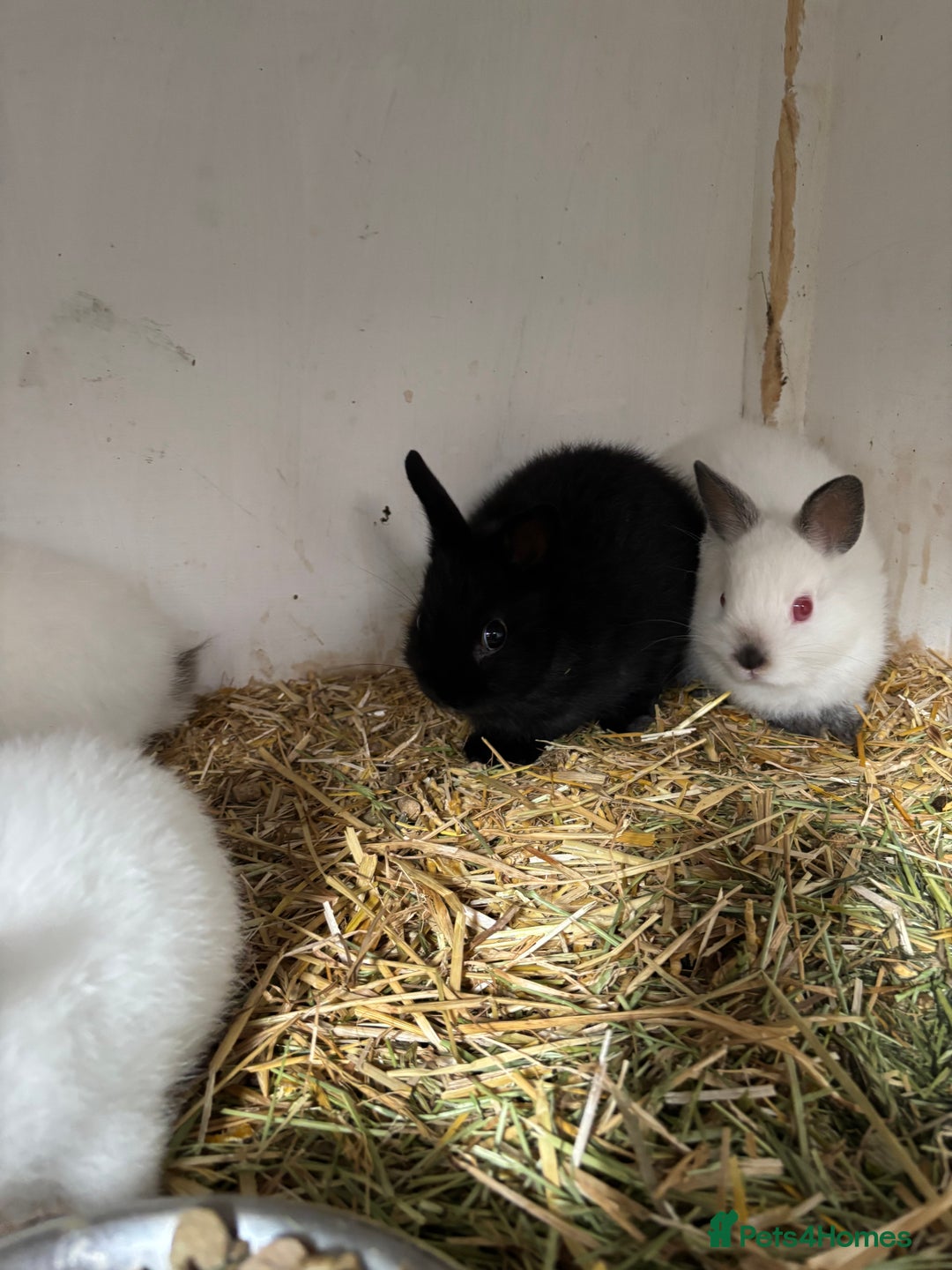 Netherland Dwarf rabbits for sale: Stunning Netherland dwarf baby - Image 3
