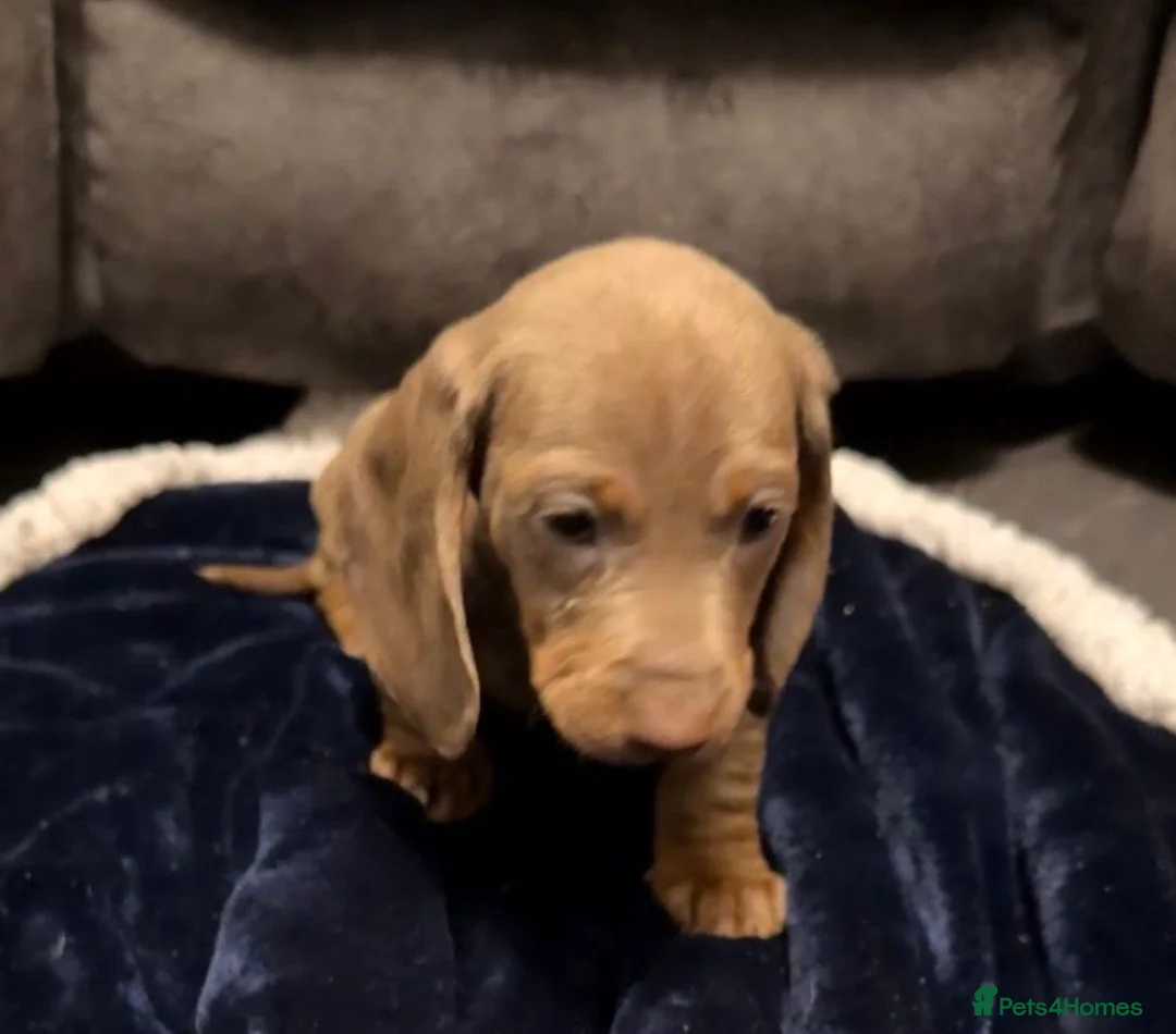 Miniature Dachshund dogs for sale: Miniature Dachshund Puppies - Advert 9