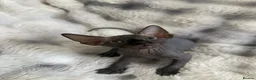 Sphynx cats for sale: Sphynx canadian kittens ready niw  - Advert 19