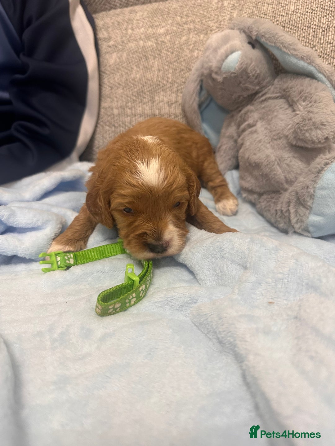 Cavapoo dogs for sale: Stunning F1b Cavapoos - Advert 10