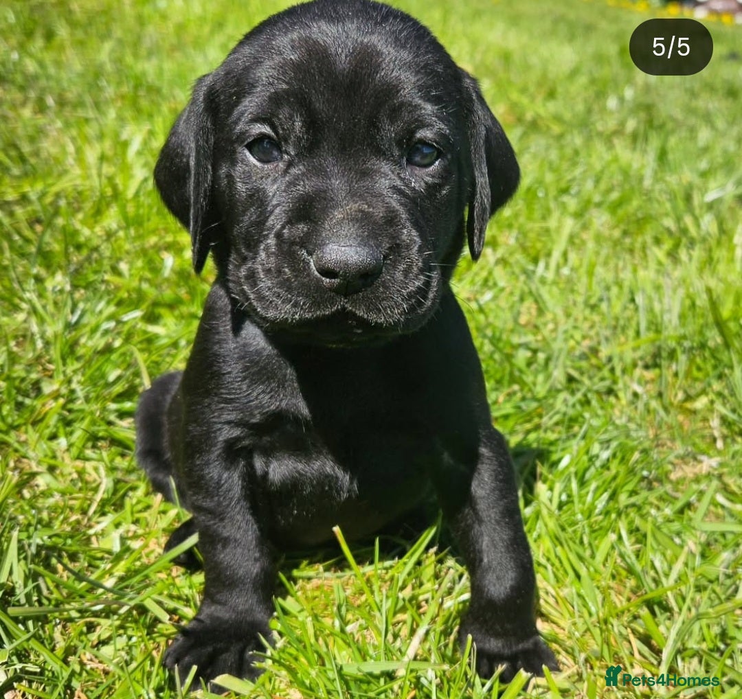 Mixed Breed dogs for sale: Labrador X German Wire Haired Pointer  - Image 7