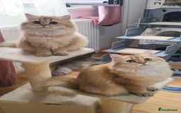 British Longhair cats for sale: Purebred British Longhair Female  - Image 12