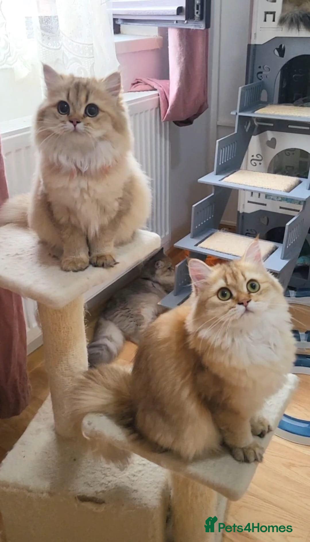 British Longhair cats for sale: Purebred British Longhair Female  - Image 12