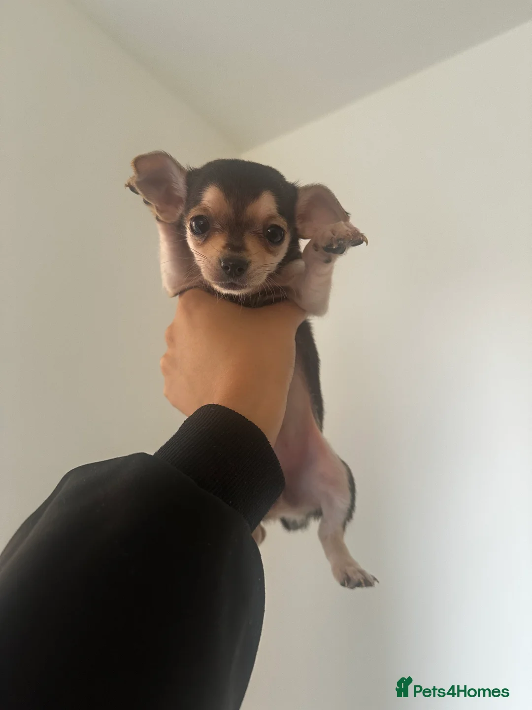 Chihuahua dogs for sale: Gorgeous Chihuahua girls - Advert 5