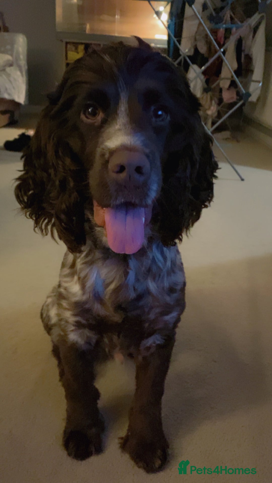 Sprocker dogs for sale: 8 month sprocker  - Advert 1