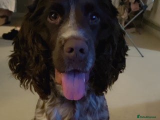 Sprocker dogs 8 month sprocker - Advert 1