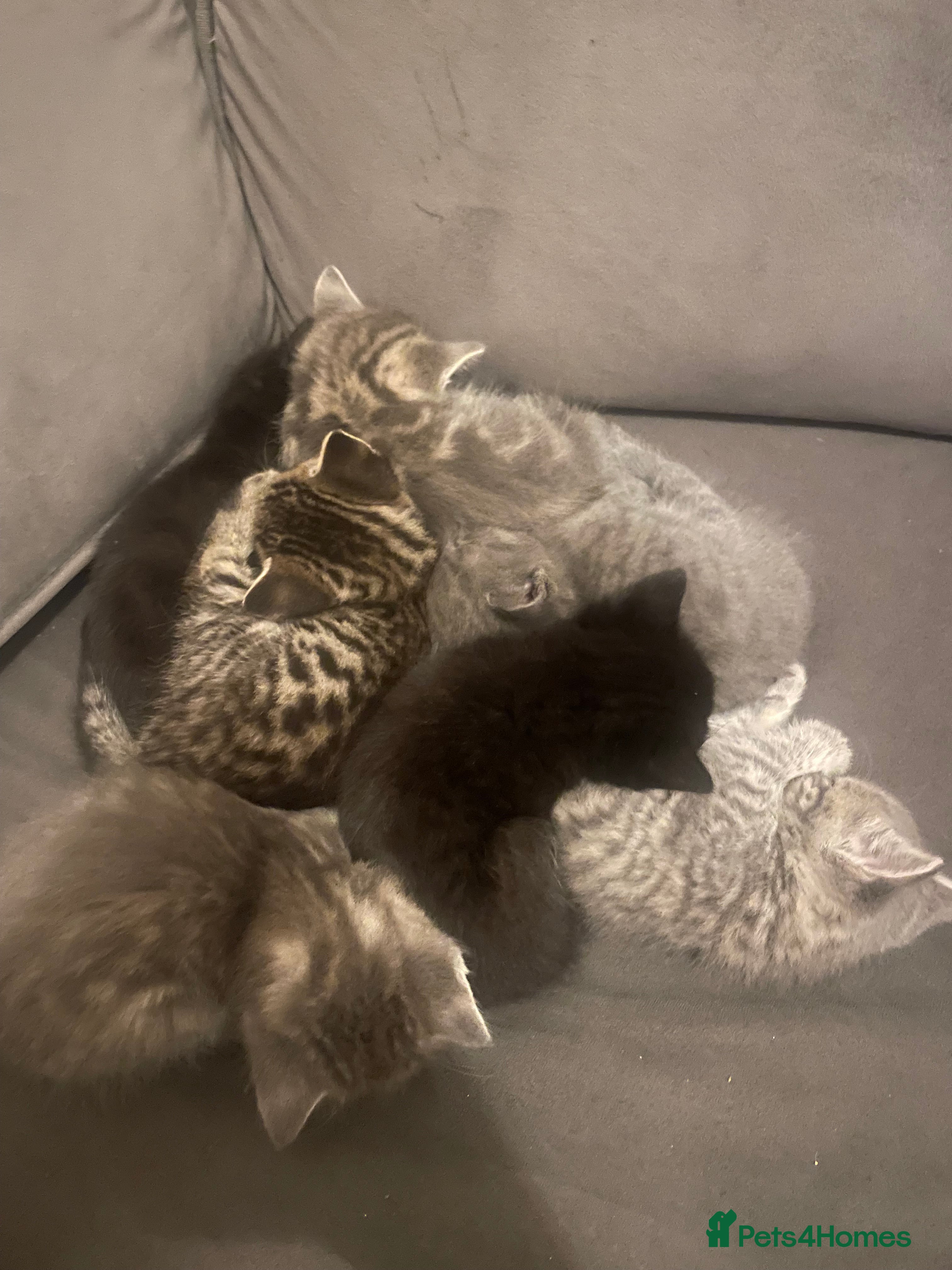 Mixed Breed cats KITTENS READY  - Advert 6