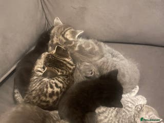 Mixed Breed cats KITTENS READY - Advert 6