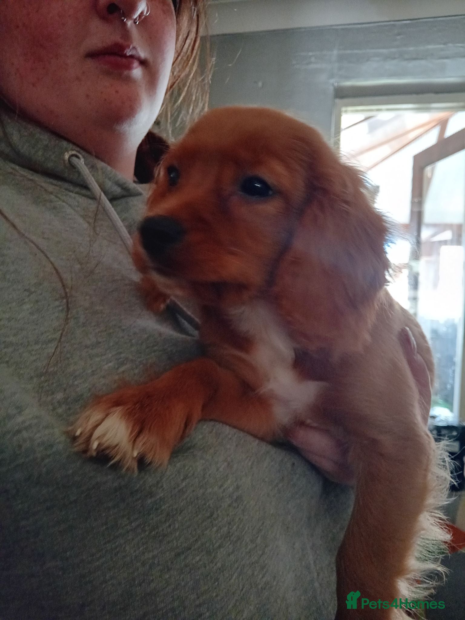 Cavapoo dogs A BEAUTIFUL LITTER OF CAVAPOO BABIES - Advert 2