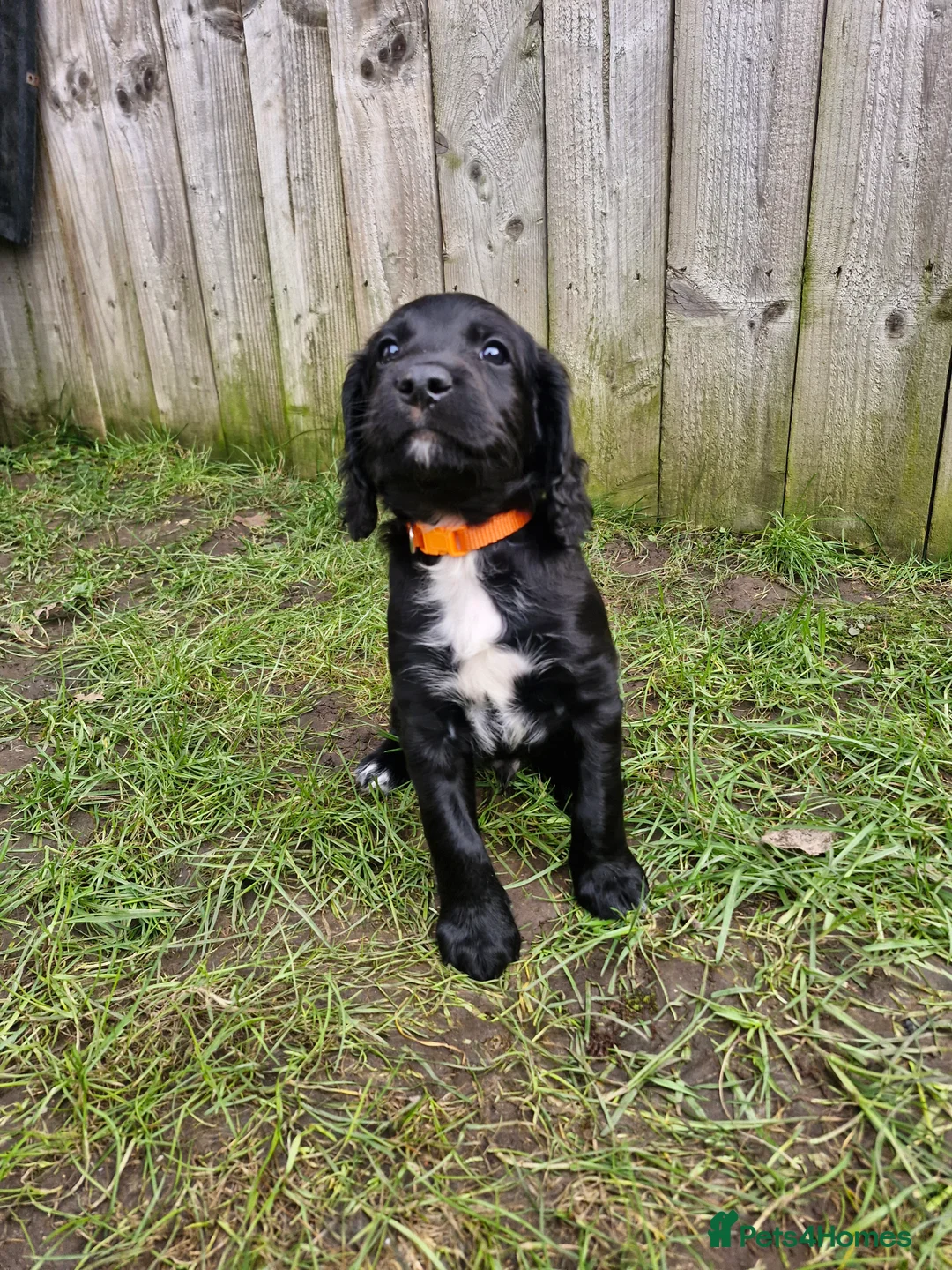Sproodle dogs for sale: Sproodle f1b puppies - Advert 10