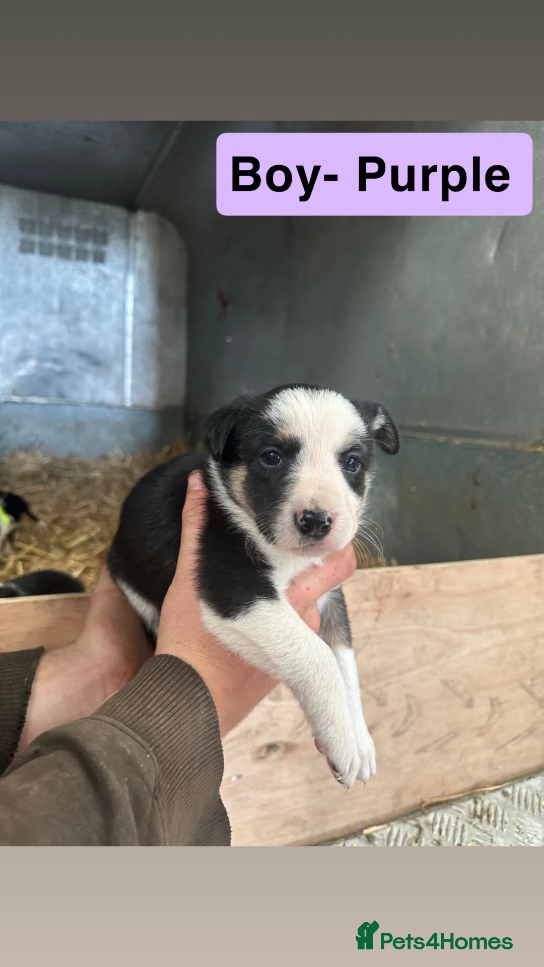 Border Collie dogs for sale: Border Collies - Advert 2