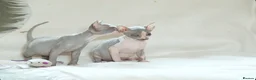Sphynx cats for sale: Sphynx Kittens   - Advert 5