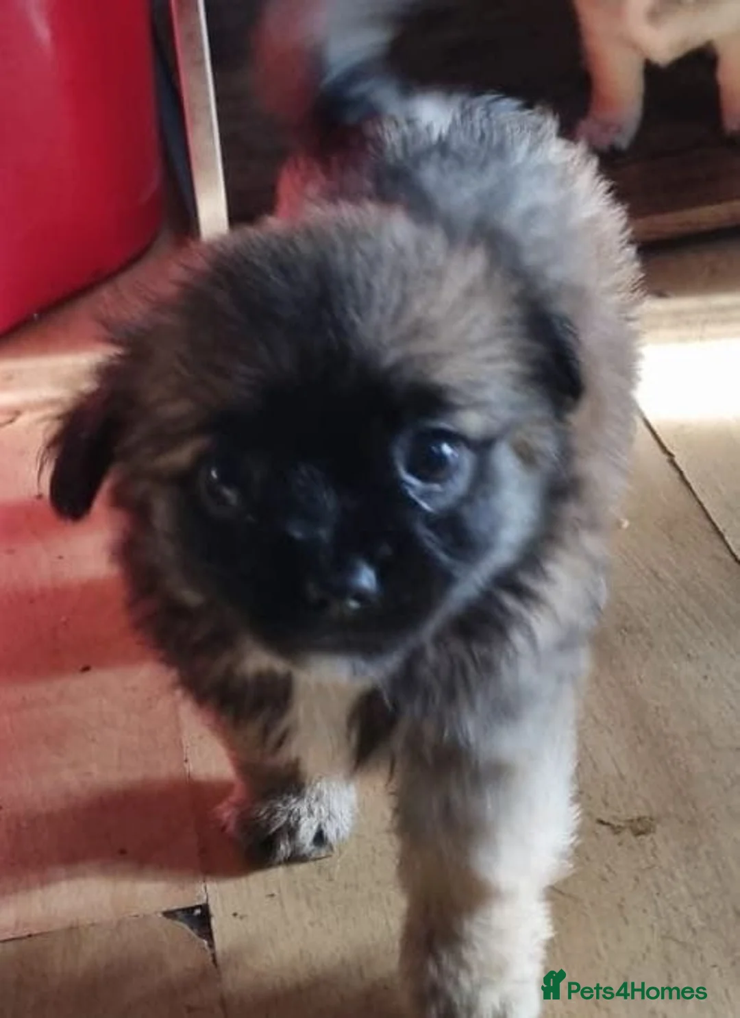 Chihuahua dogs for sale: Chihuahua pups - Advert 21