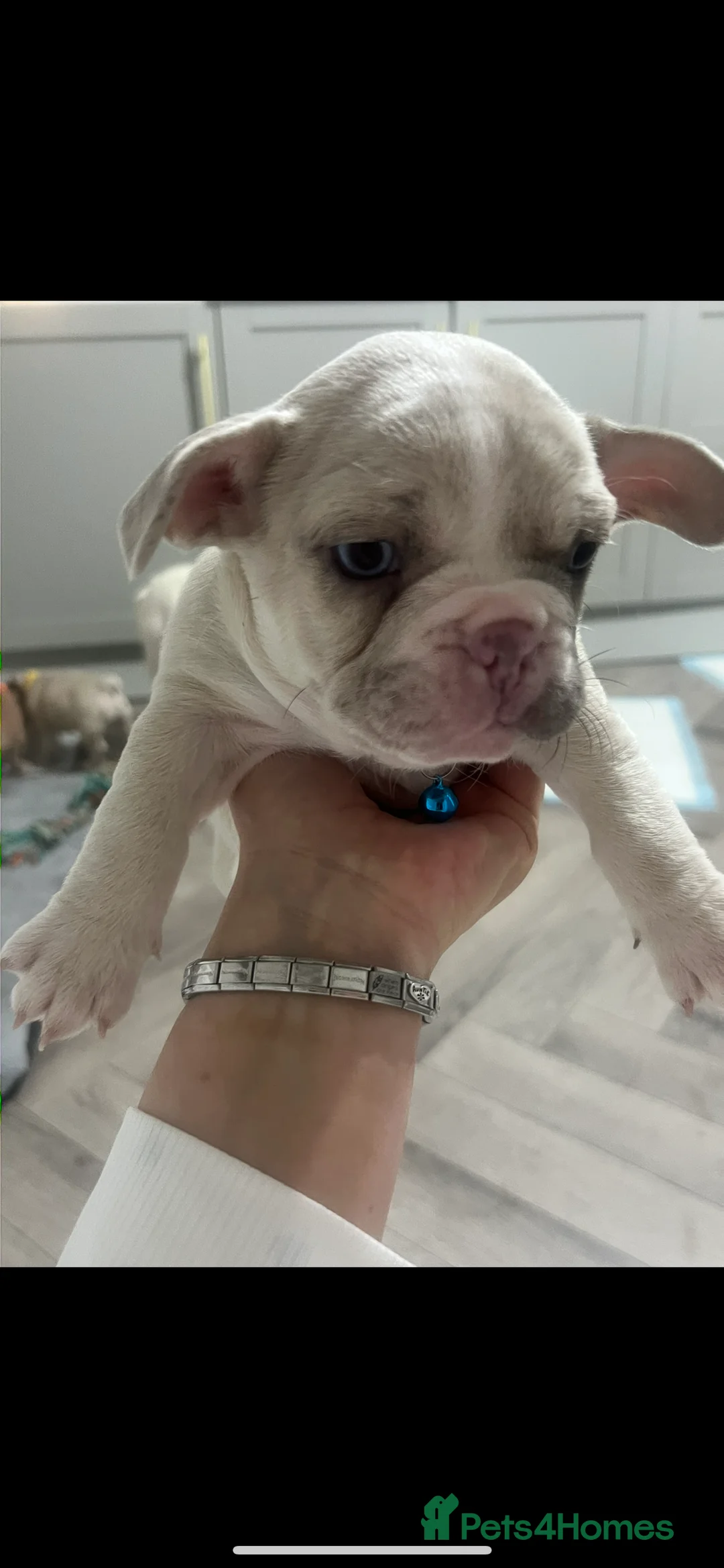 French Bulldog dogs for sale: 1 male French Bulldog Pup left  - Advert 7