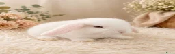 Mini Lop rabbits for sale: Amazing mini lop babies  - Advert 2